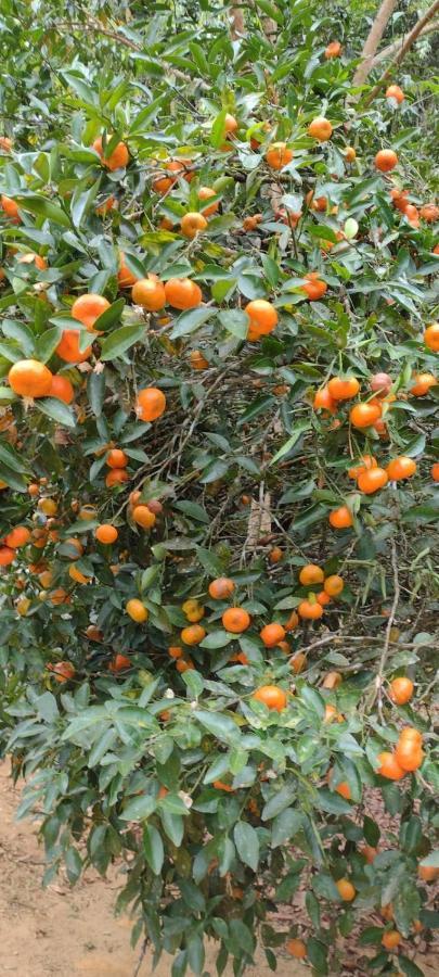 Sitio Cachoeirinha - Araguaia Marechal Floriano Zewnętrze zdjęcie