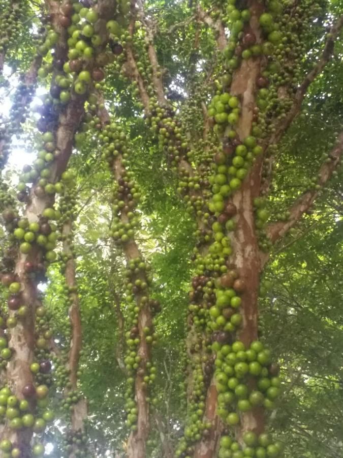 Sitio Cachoeirinha - Araguaia Marechal Floriano Zewnętrze zdjęcie
